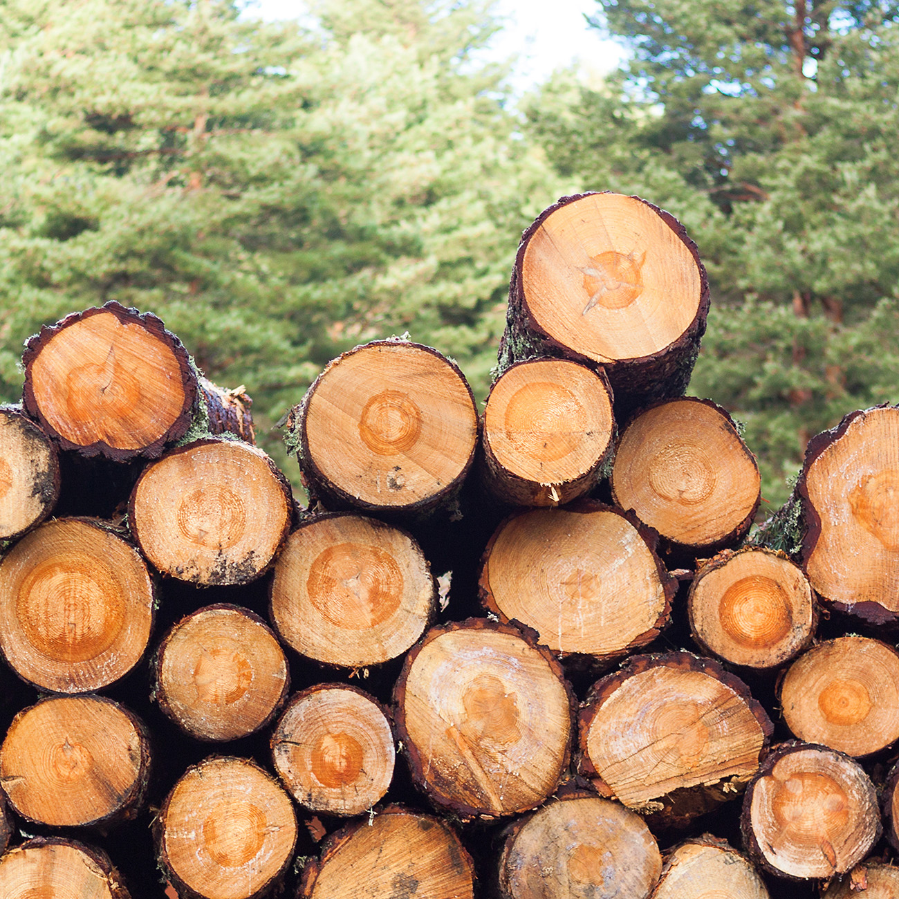 Implicaciones en el sector hábitat del nuevo Reglamento Europeo contra la Deforestación (EUDR)